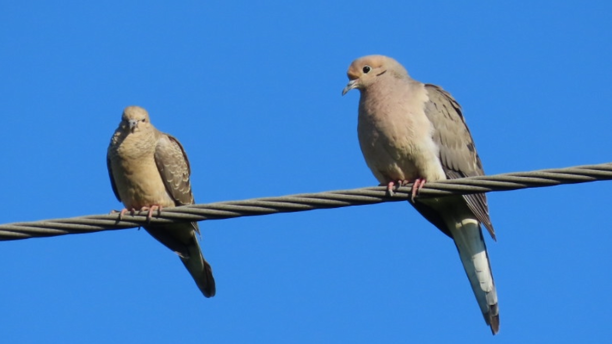 Mourning Dove - ML618765257