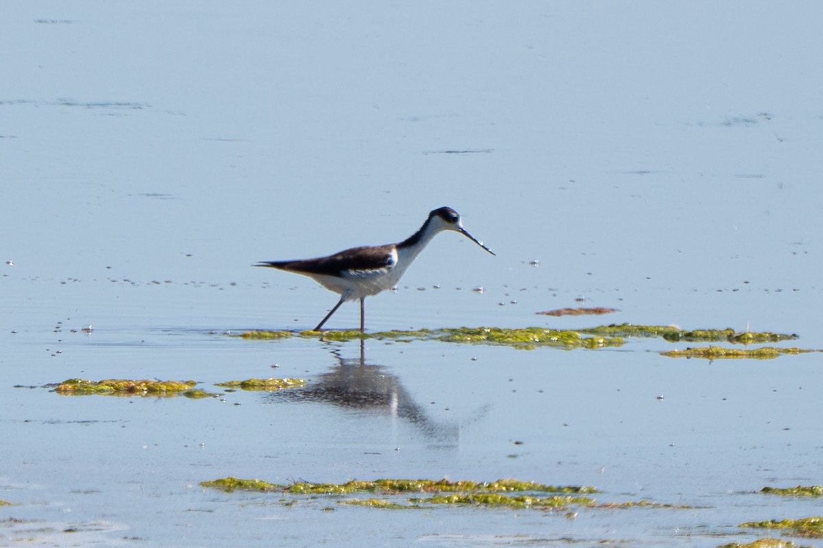 Black-necked Stilt - ML618765275