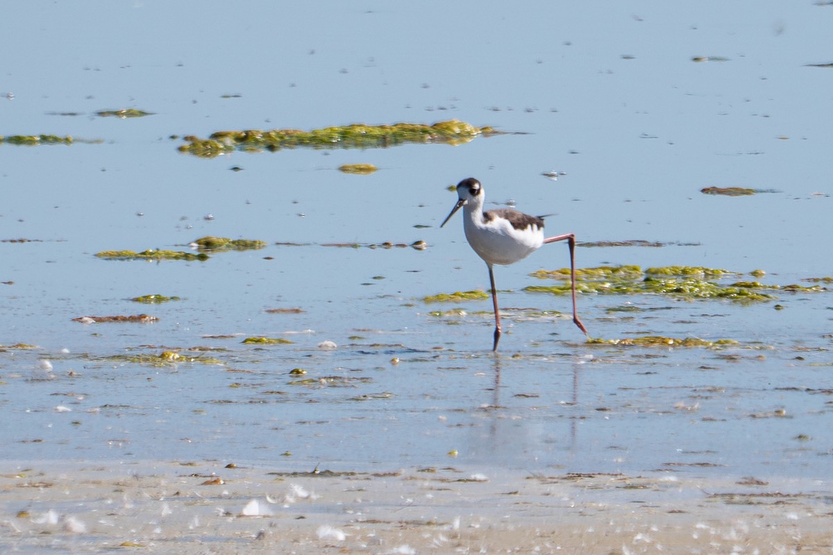 Black-necked Stilt - ML618765276