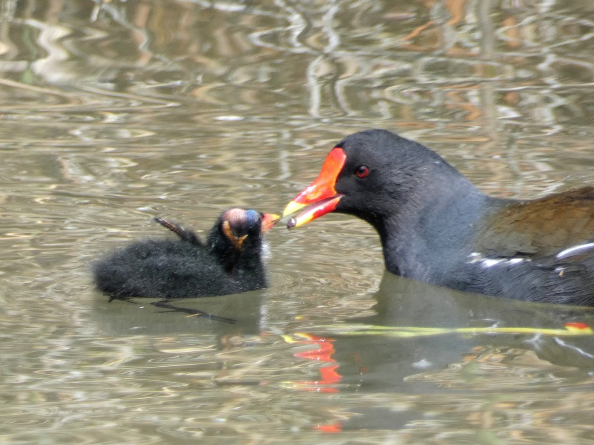 Eurasian Moorhen - ML618765319