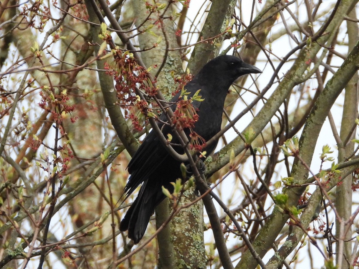 American Crow - Daniel Coderre