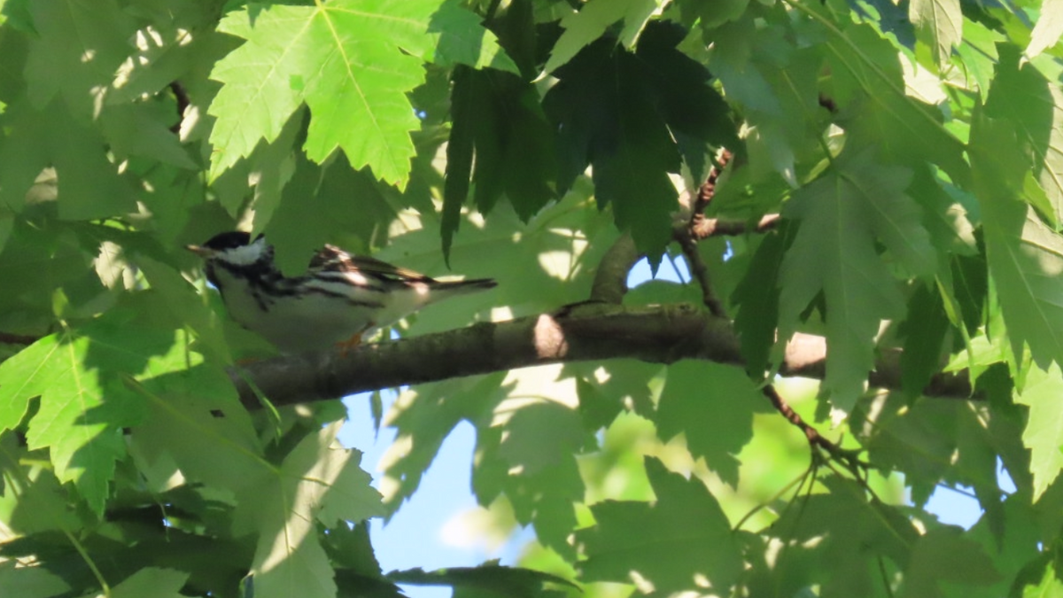 Blackpoll Warbler - ML618765388