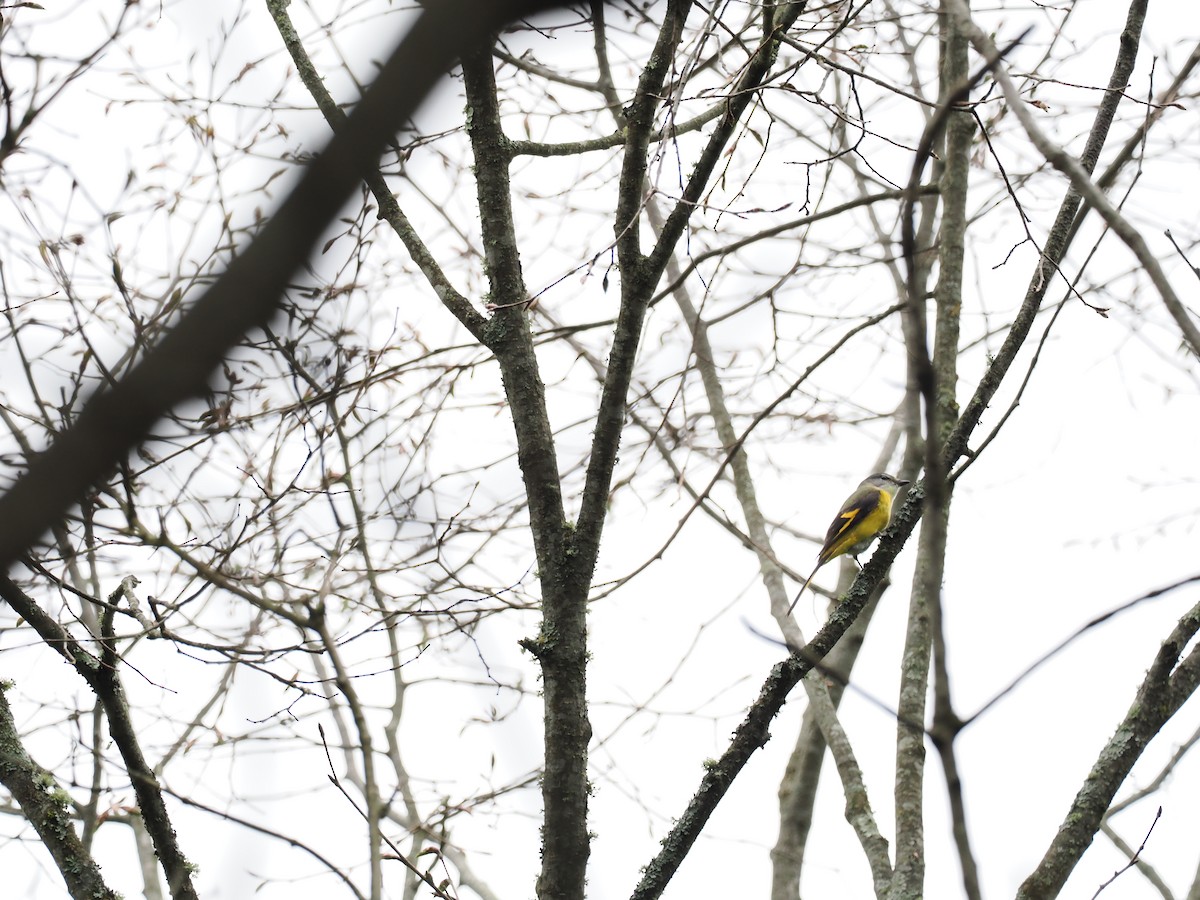 Long-tailed Minivet - ting zou