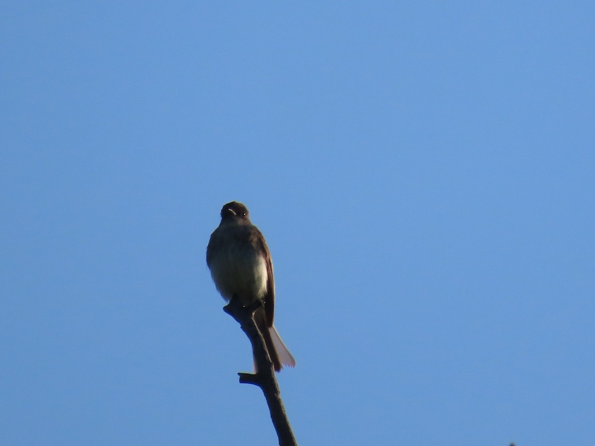 Eastern Phoebe - ML618765409