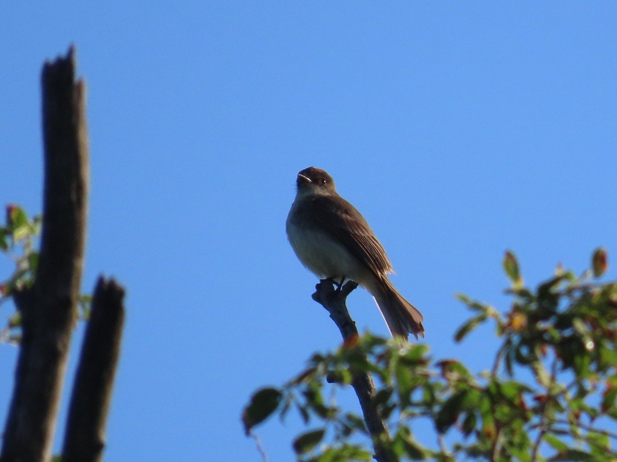 Eastern Phoebe - ML618765410