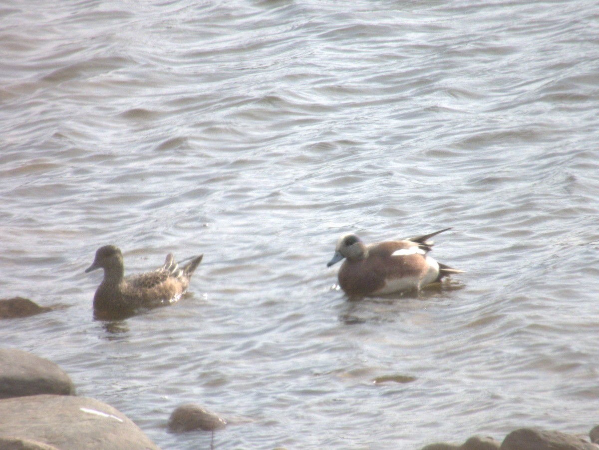 American Wigeon - ML618765423