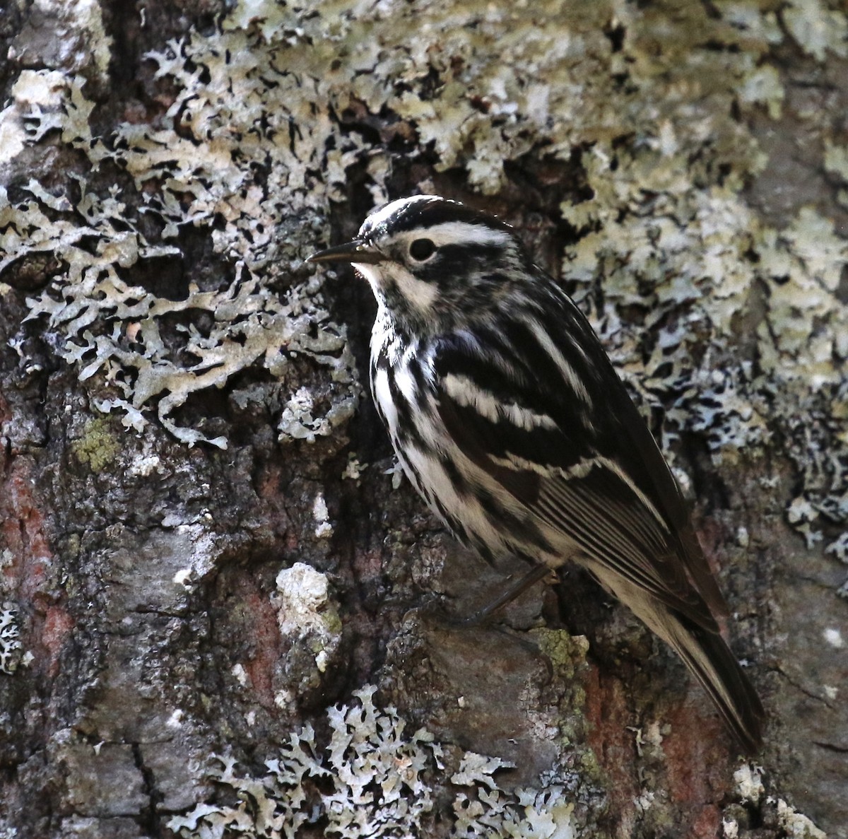 Black-and-white Warbler - ML618765452