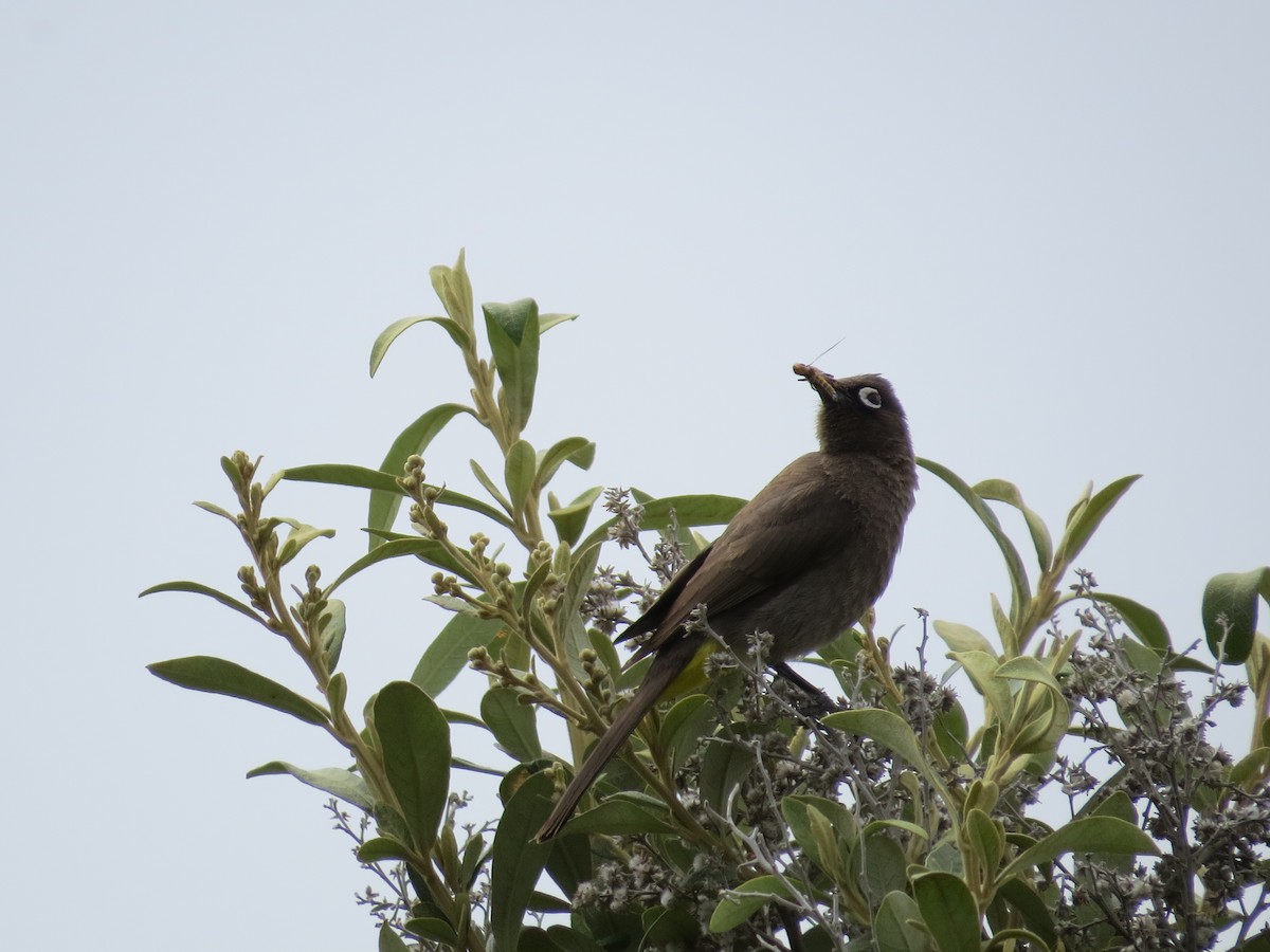 Cape Bulbul - Mike & Angela Stahl