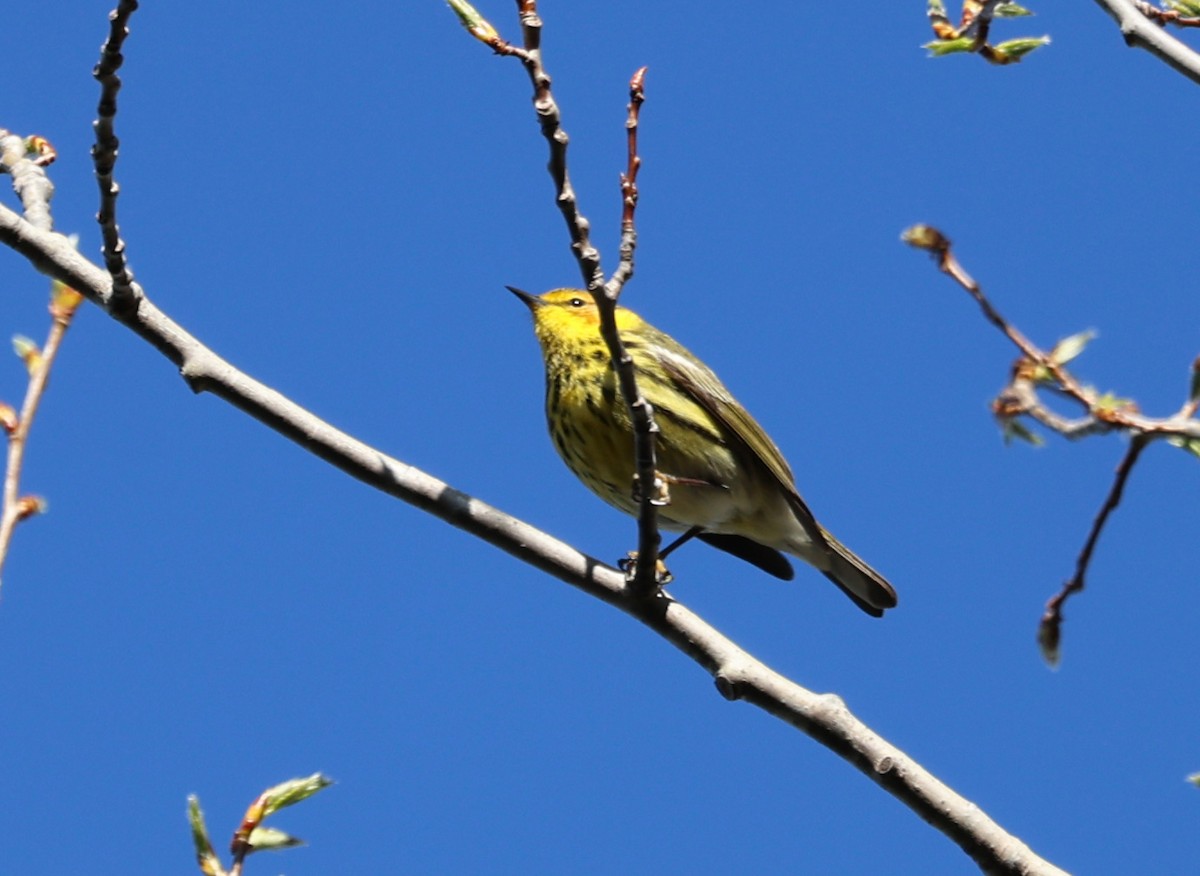 Cape May Warbler - Jean Crépeau