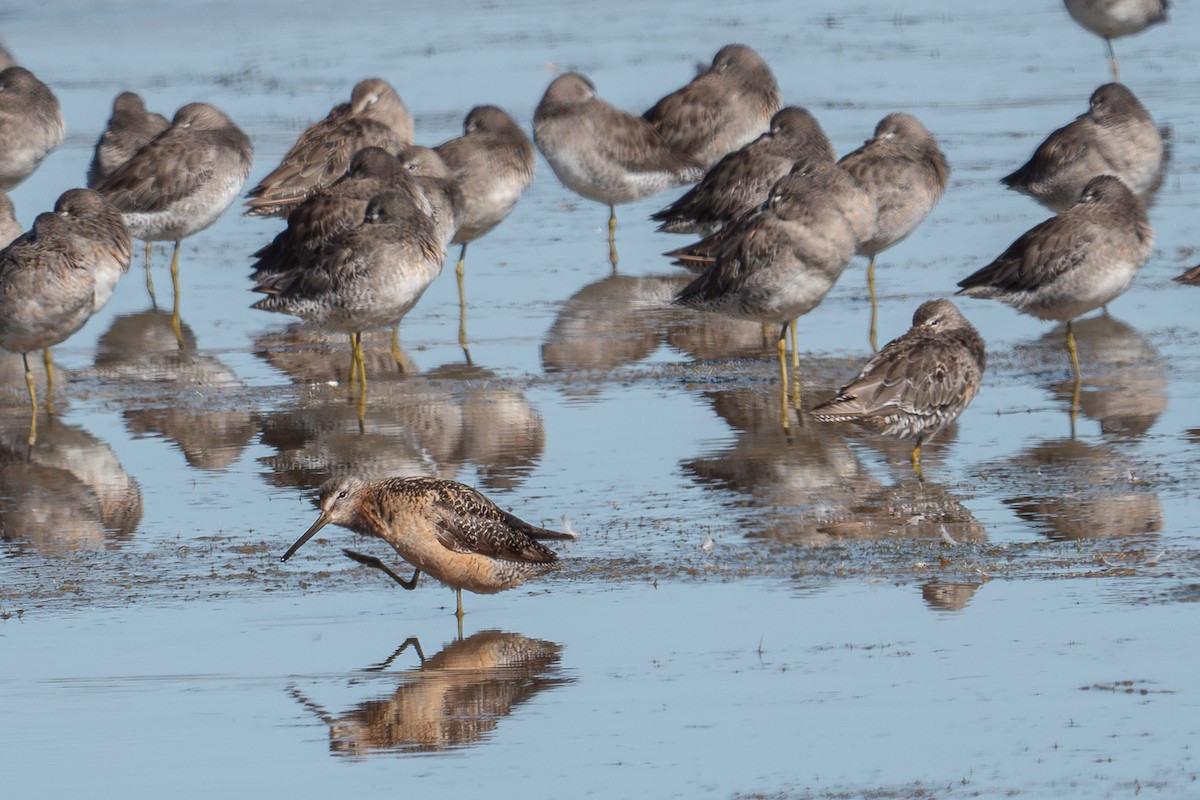 Long-billed Dowitcher - Grace Oliver