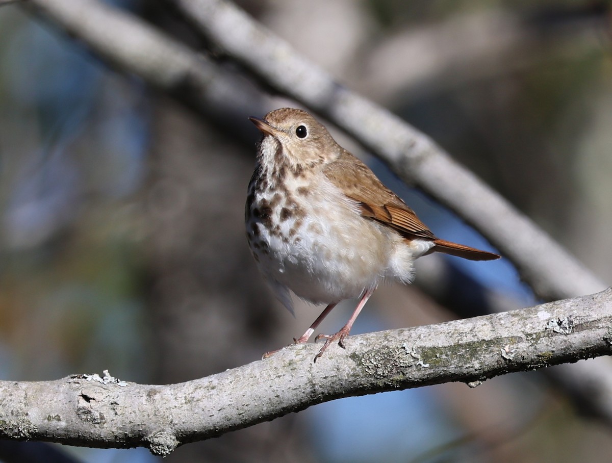 Hermit Thrush - ML618765496