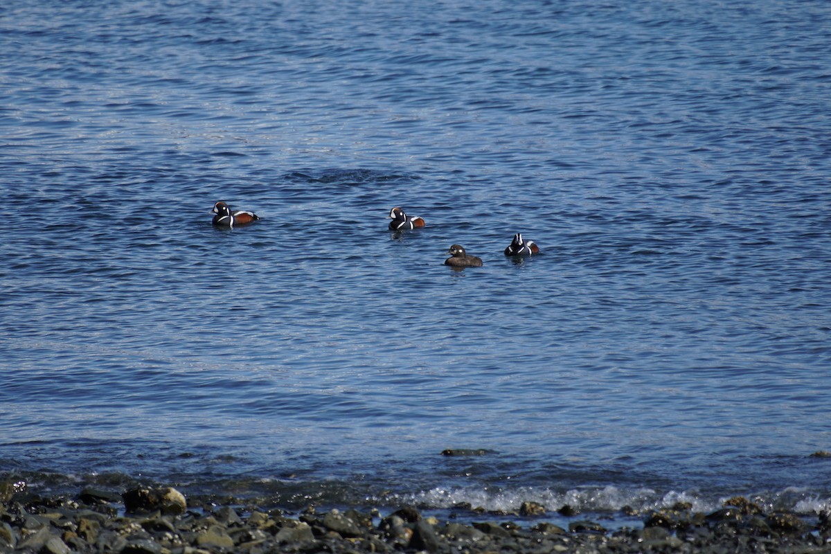 Harlequin Duck - ML618765500