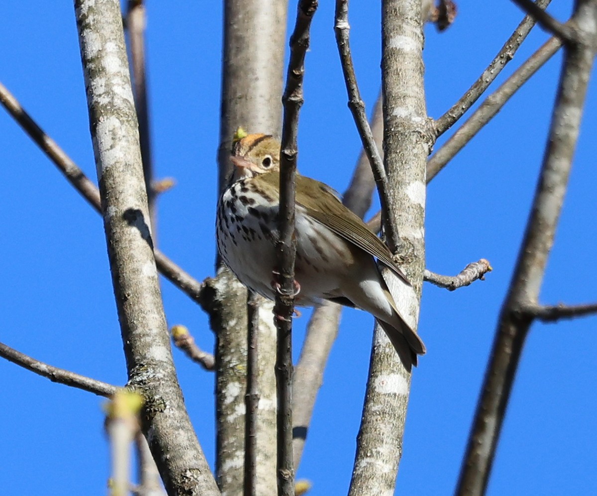 Ovenbird - Jean Crépeau