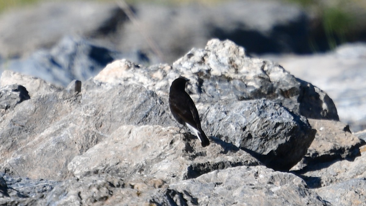 Black Wheatear - ML618765537