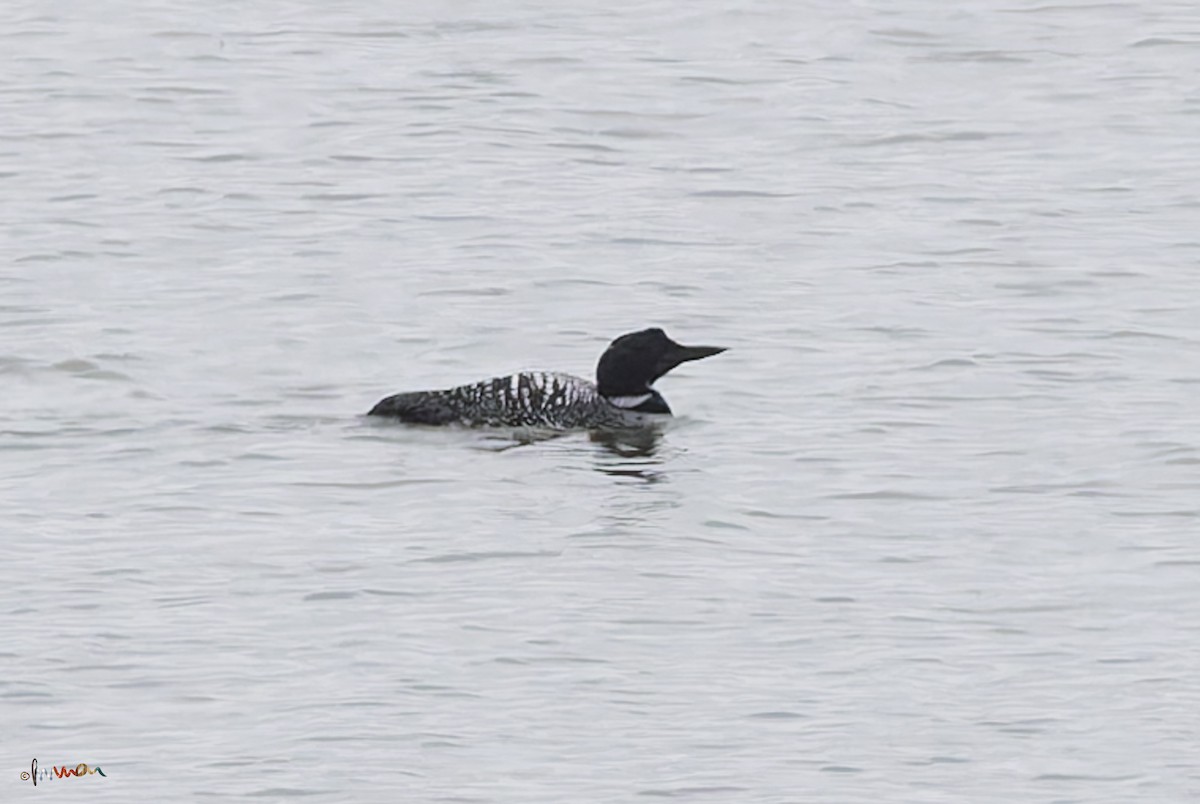 Common Loon - ML618765539
