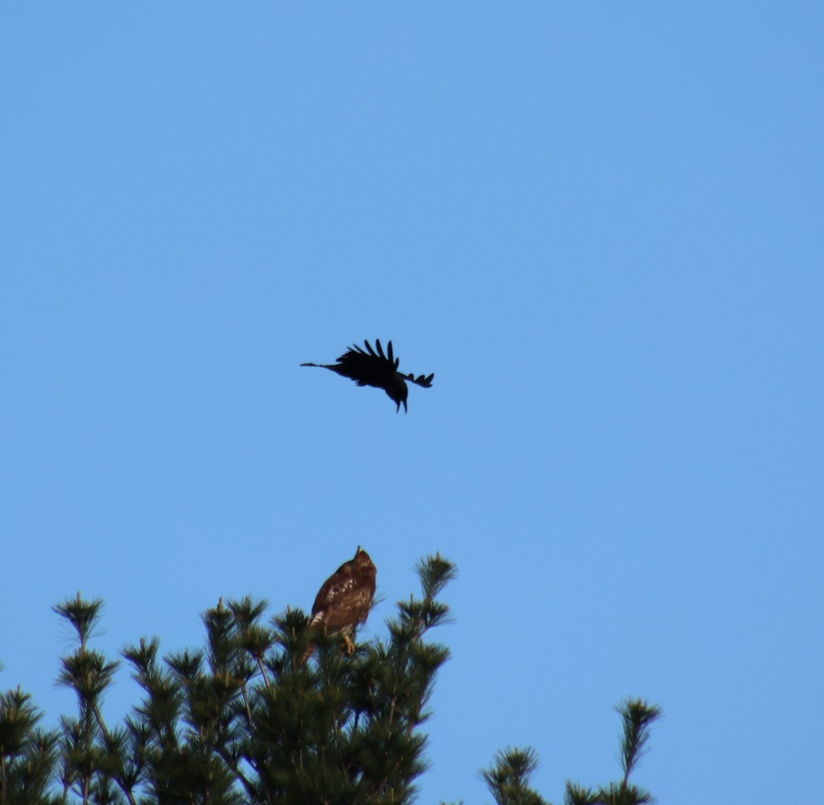 American Crow - Sharon Hirsch