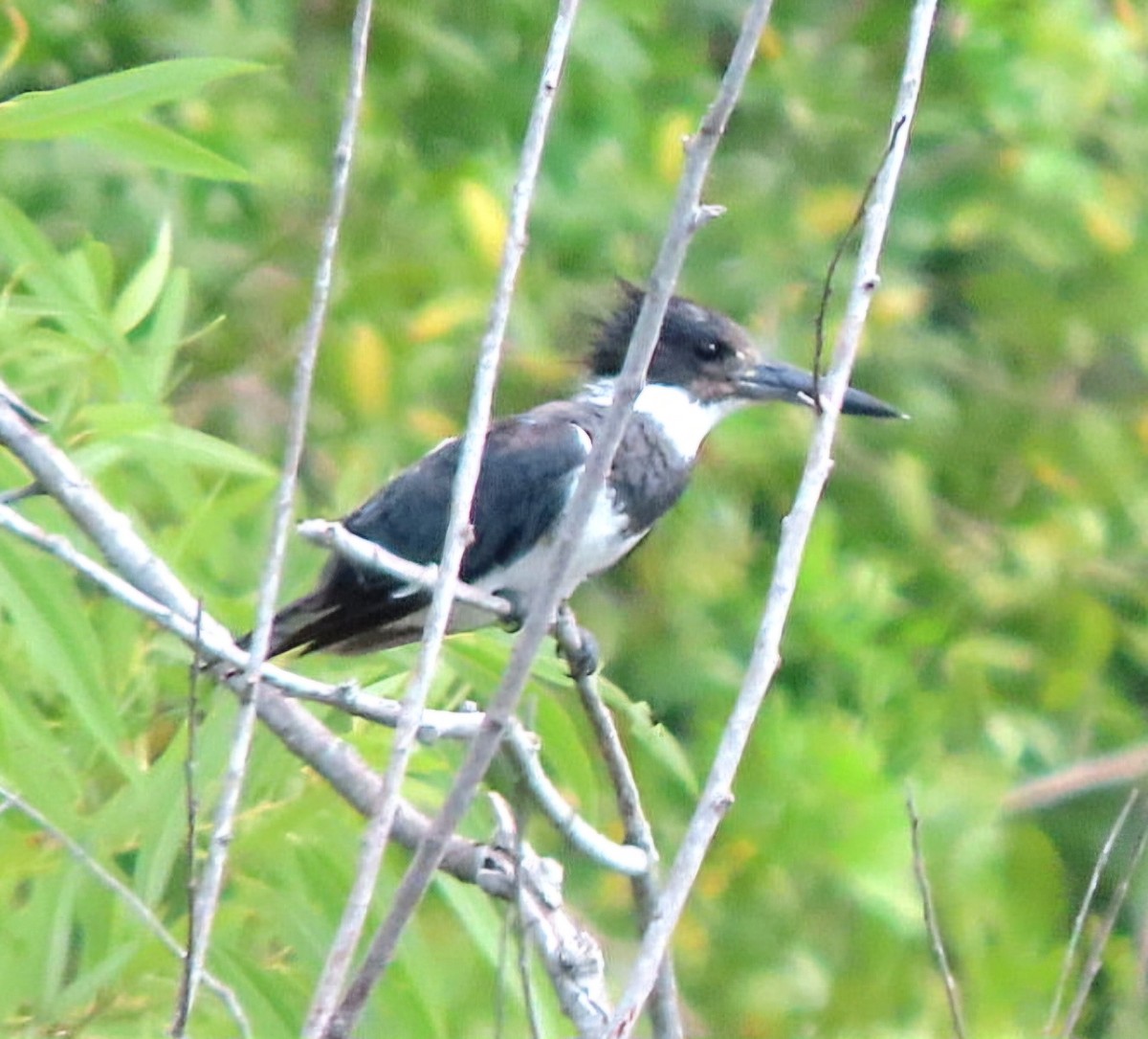 Belted Kingfisher - Cathleen Burns