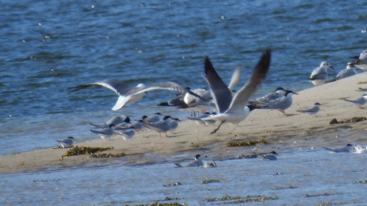 Bonaparte's Gull - Anca Vlasopolos