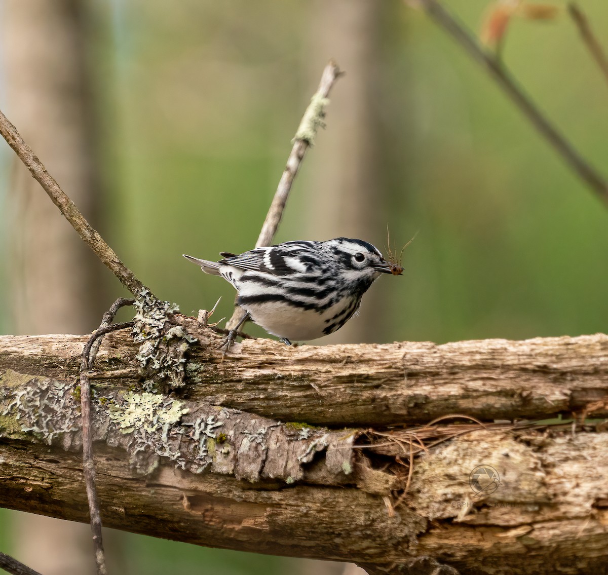 Black-and-white Warbler - Christian  Robinson