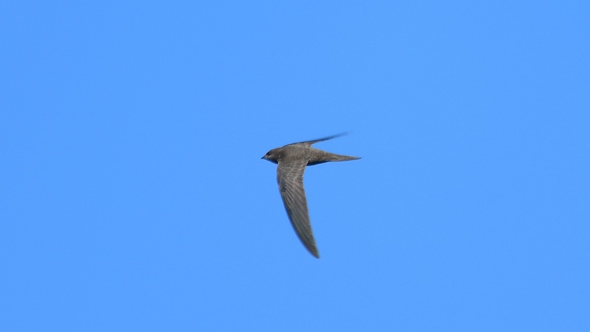 Pallid Swift - ML618765682