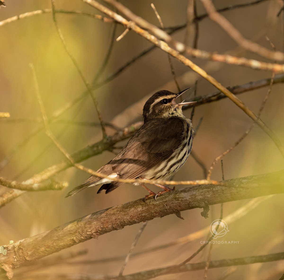 Northern Waterthrush - Christian  Robinson