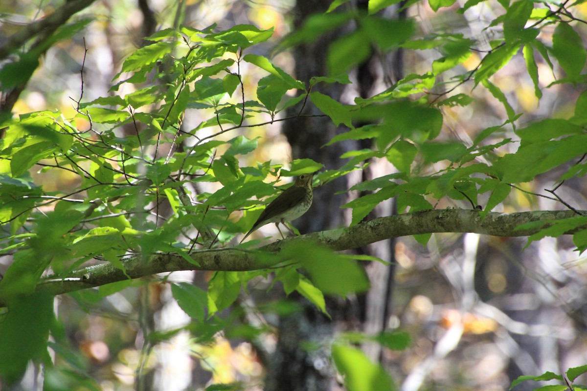 Swainson's Thrush - ML618765685