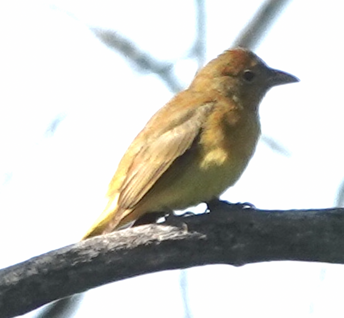 Summer Tanager - art reisman