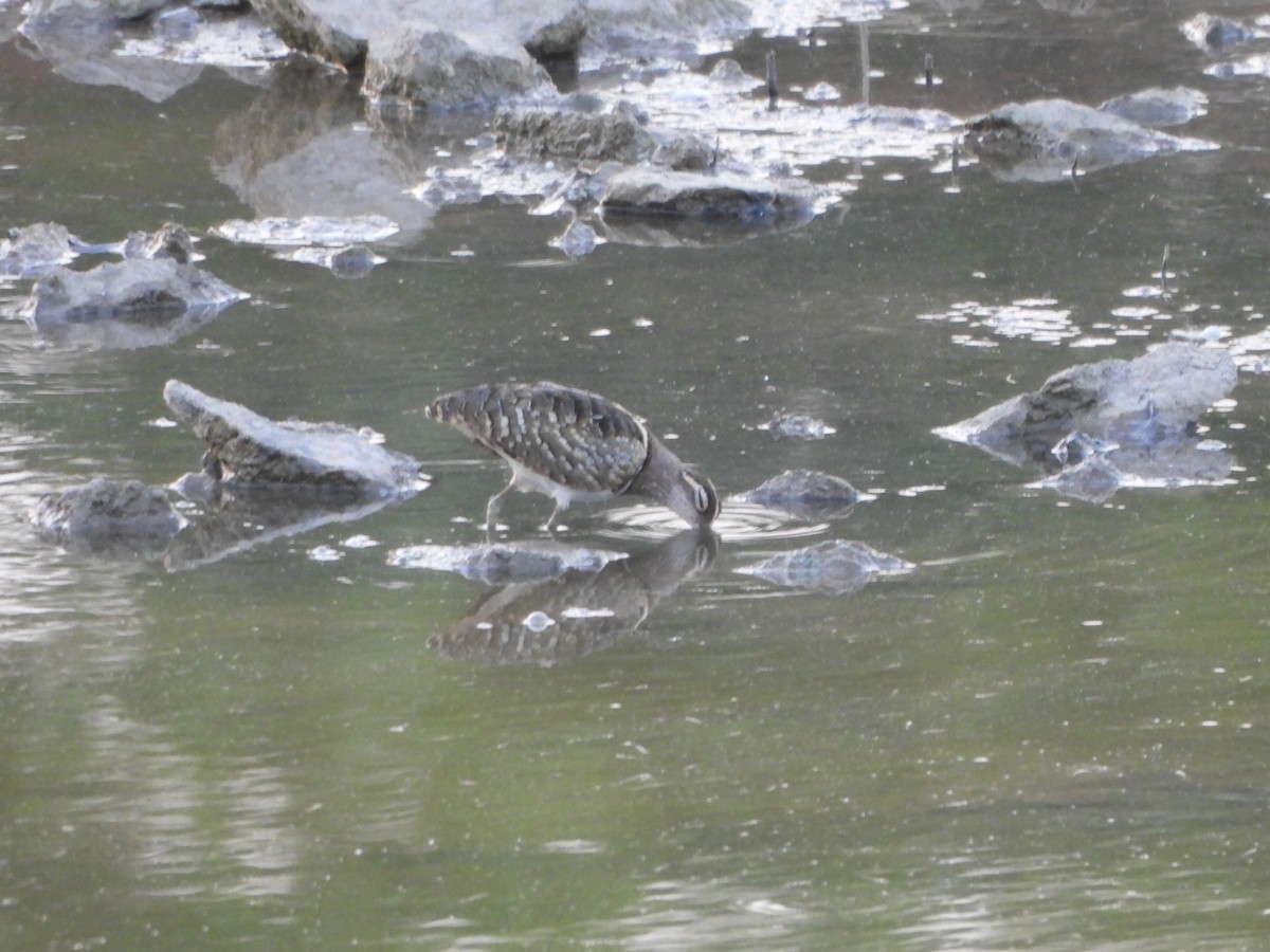 Greater Painted-Snipe - Prof Chandan Singh Dalawat