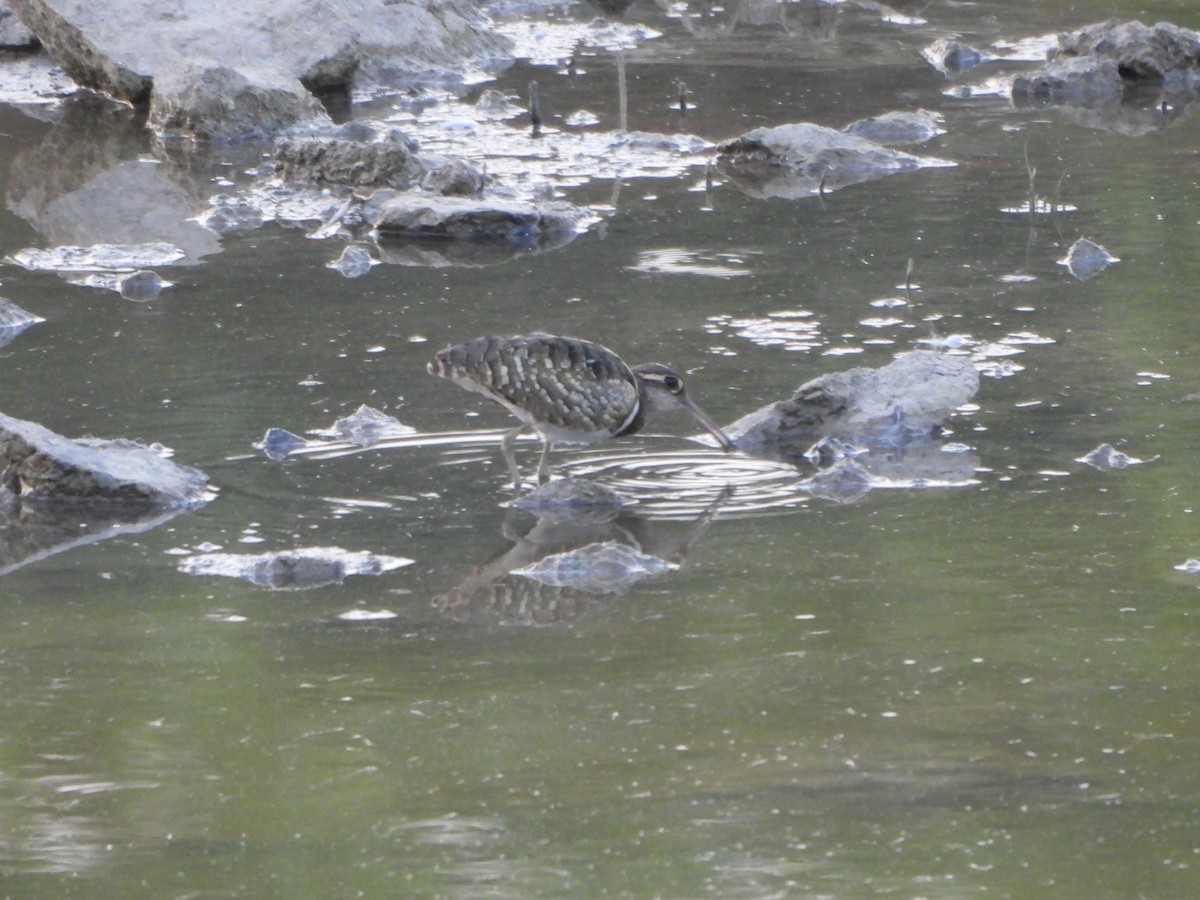 Greater Painted-Snipe - Prof Chandan Singh Dalawat