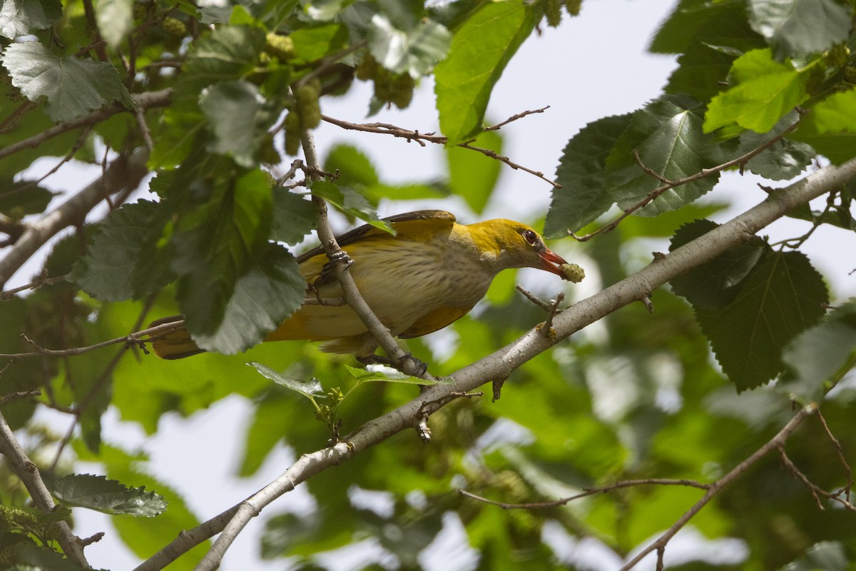 Eurasian Golden Oriole - Micha Mandel