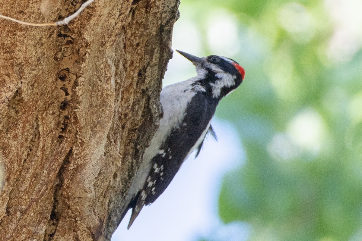 Hairy Woodpecker - ML618765755