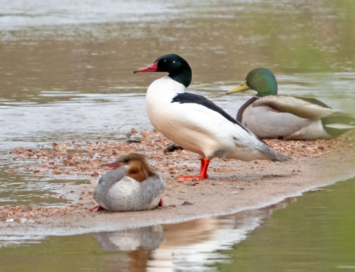 Common Merganser - Dale Pate