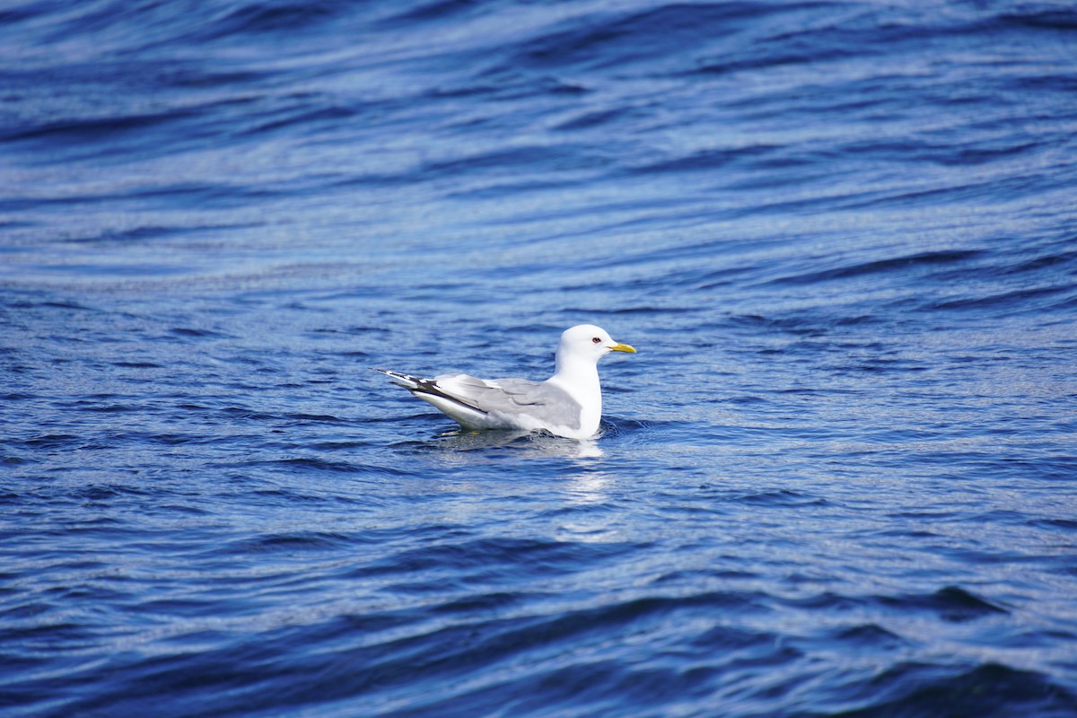 Mouette tridactyle - ML618765807