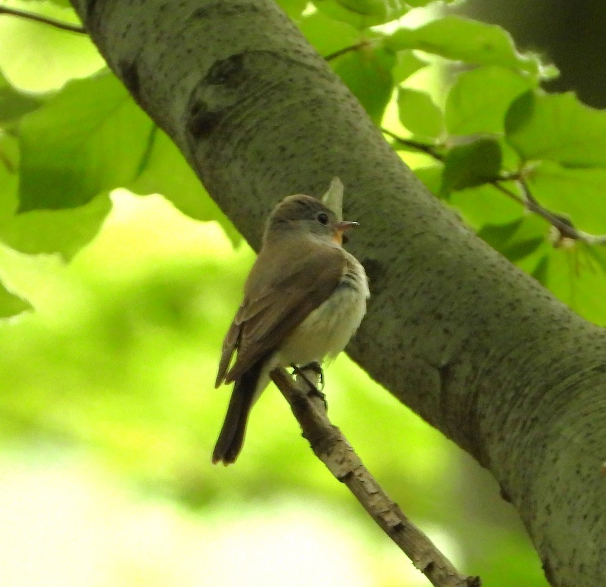 Red-breasted Flycatcher - Pavel Hastík