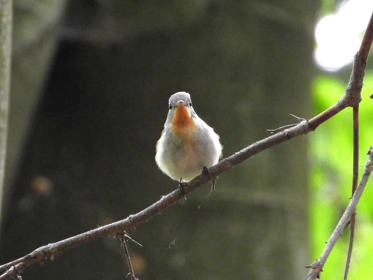 Red-breasted Flycatcher - Pavel Hastík