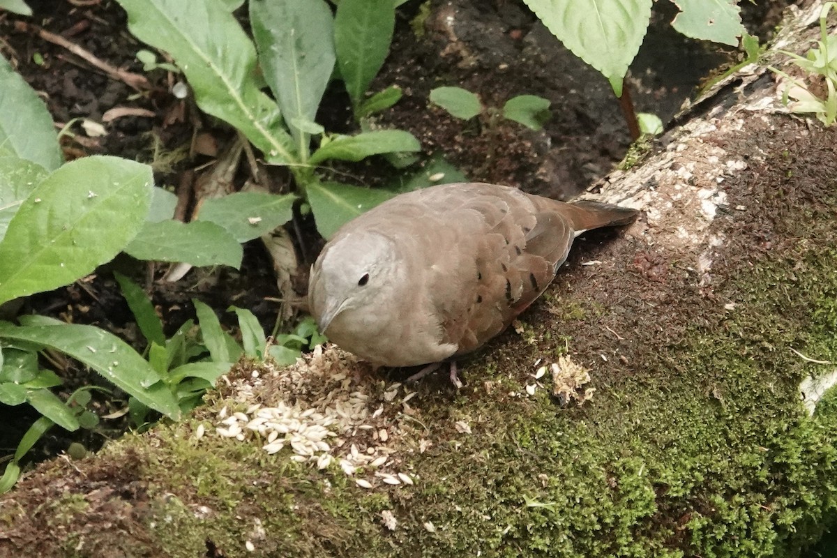 Ruddy Ground Dove - ML618765842