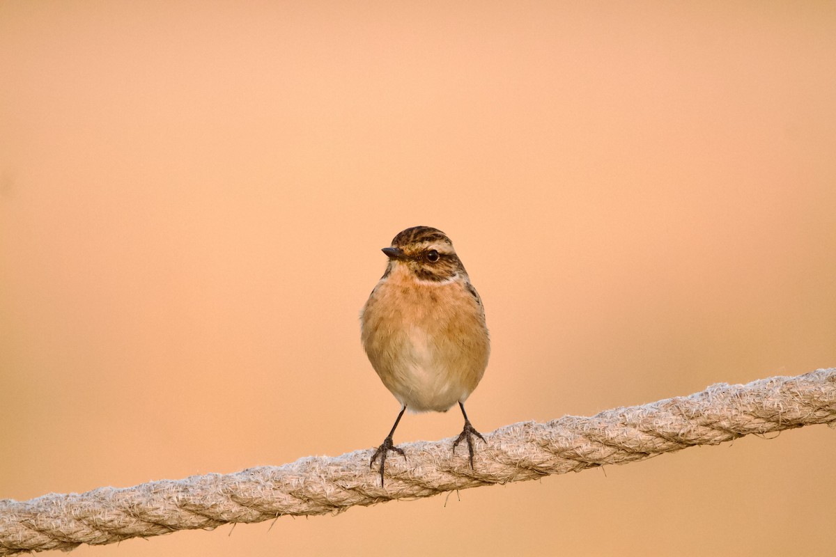 Whinchat - Quique Carballal