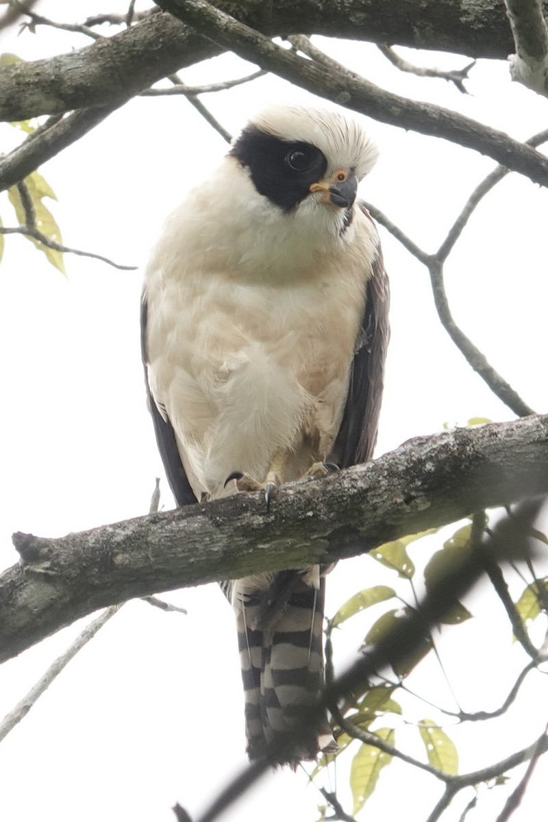 Laughing Falcon - Chris McVittie