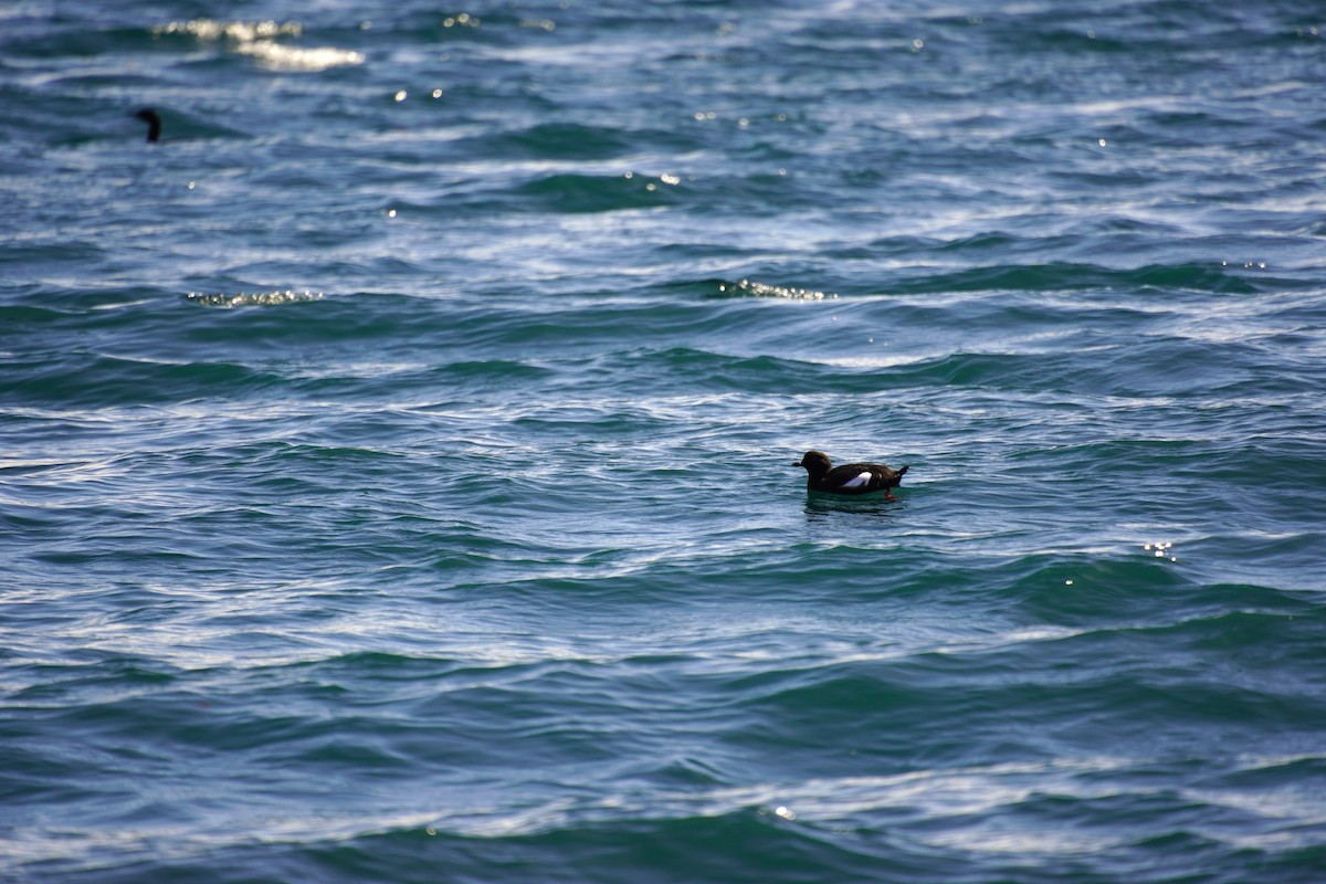 Pigeon Guillemot - Nadège Langet