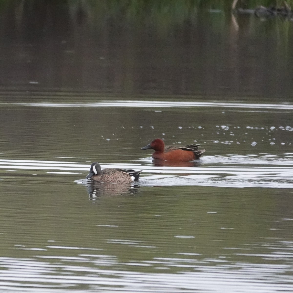 Blue-winged Teal - George Ho