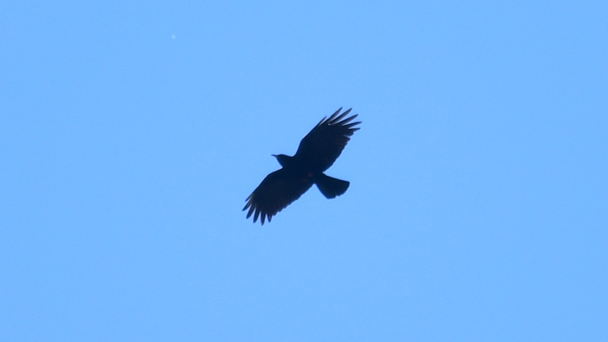 Red-billed Chough - ML618765887