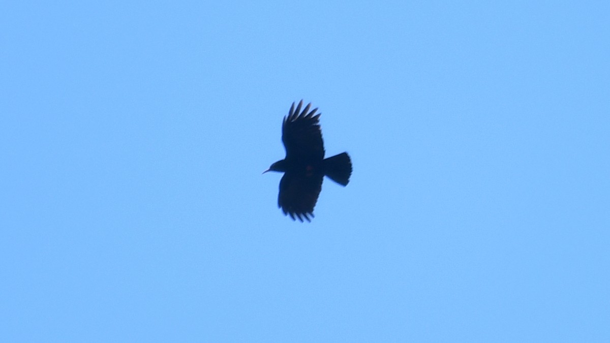 Red-billed Chough - ML618765888