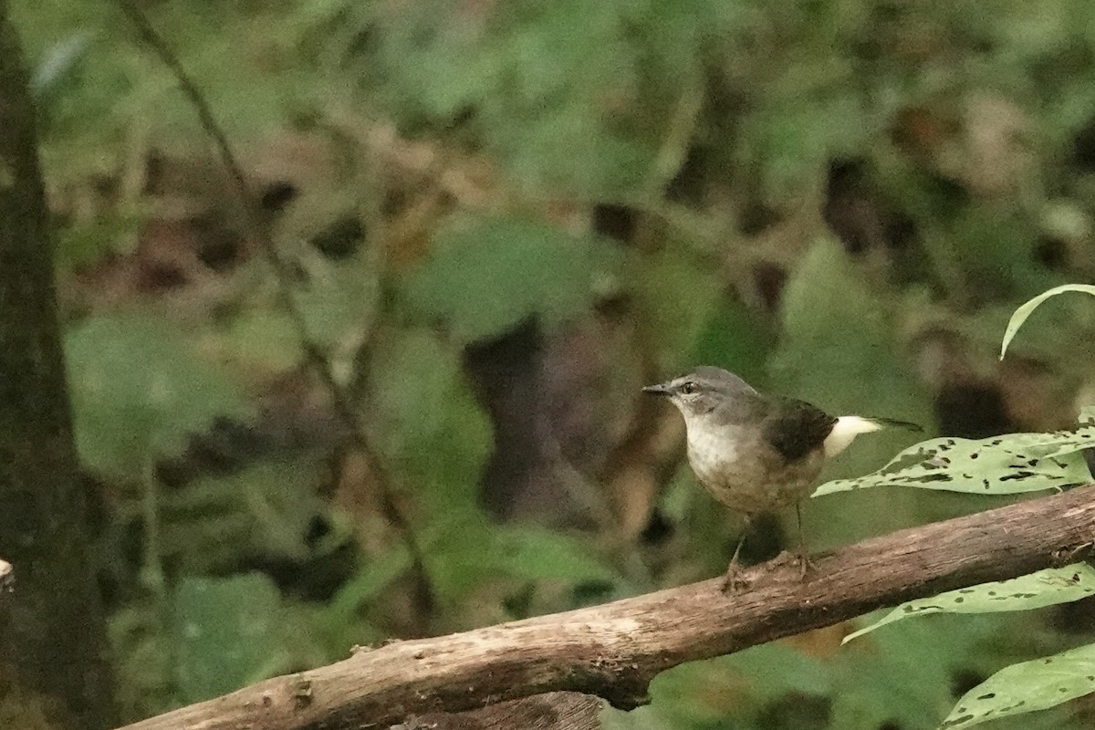 Buff-rumped Warbler - Chris McVittie