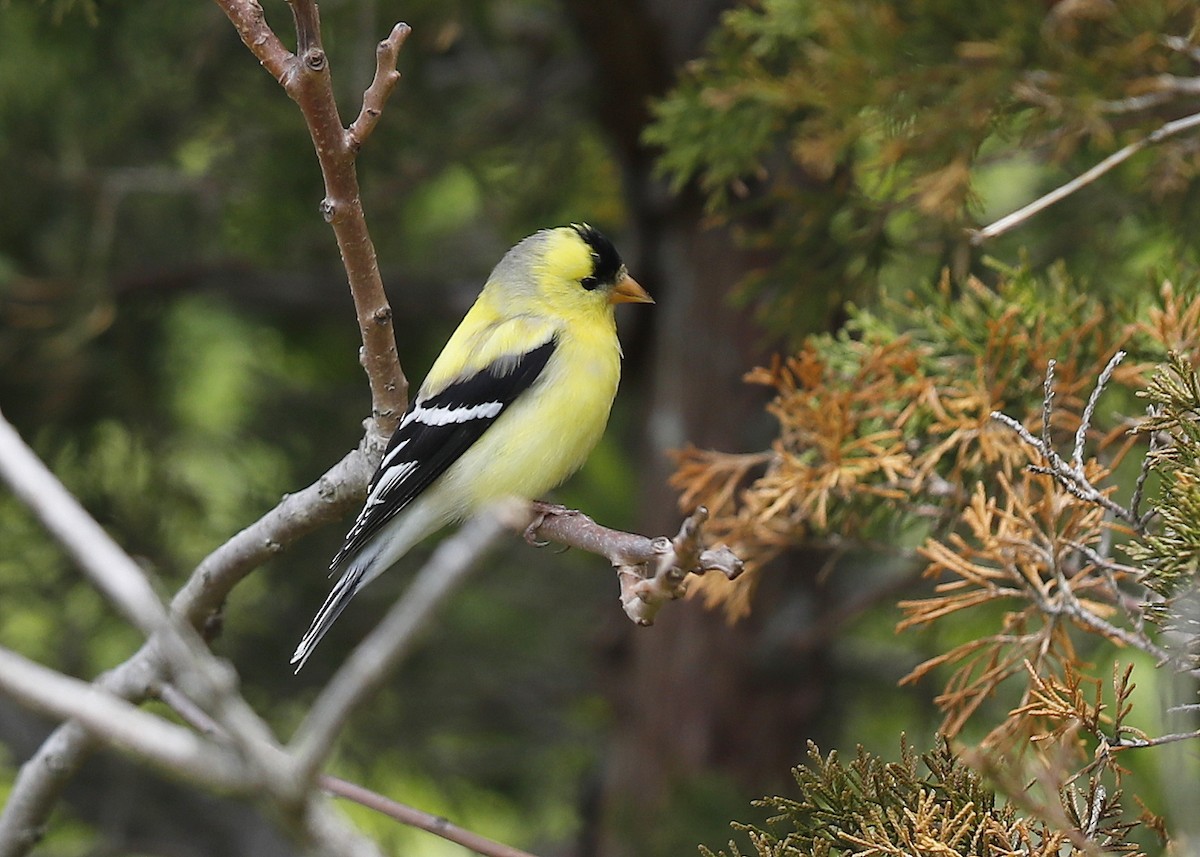 American Goldfinch - Craig Gibson