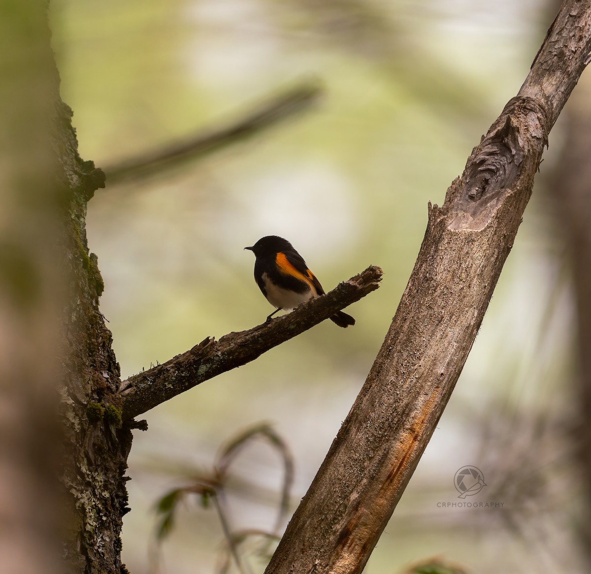 American Redstart - Christian  Robinson