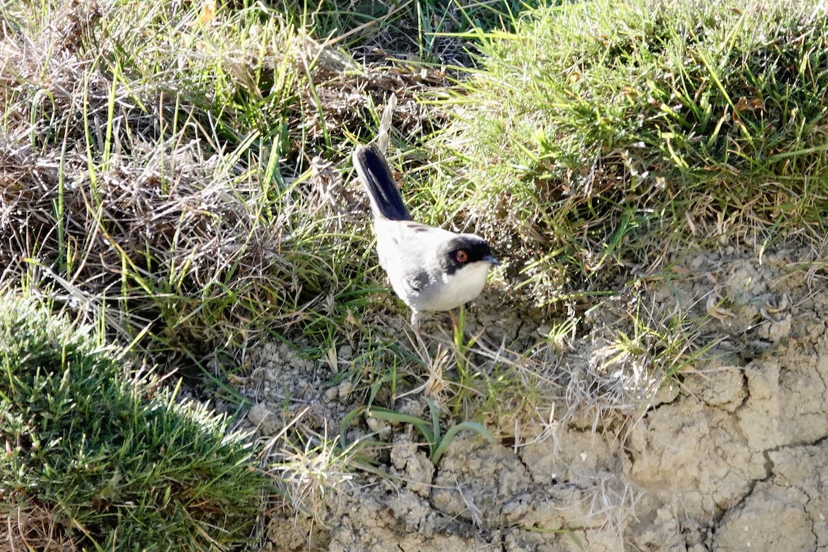 Sardinian Warbler - David Ratcliffe