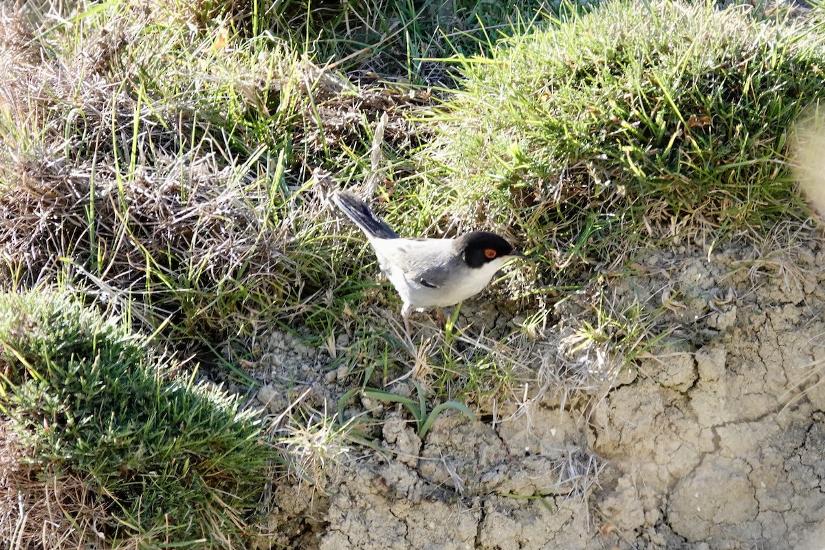 Sardinian Warbler - David Ratcliffe