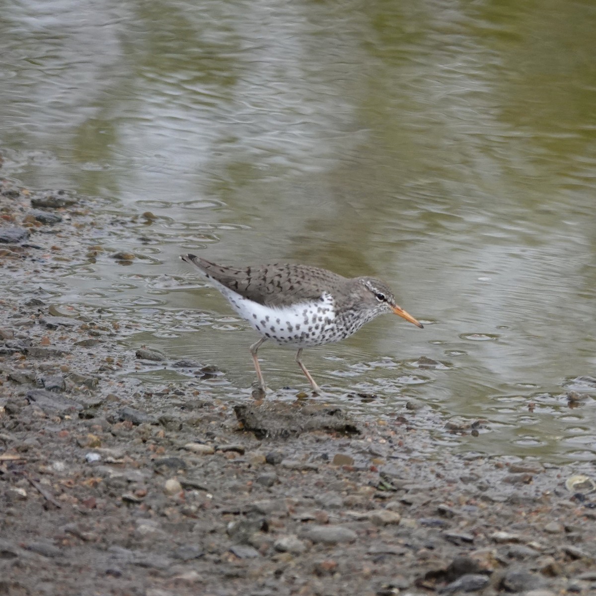 Spotted Sandpiper - George Ho