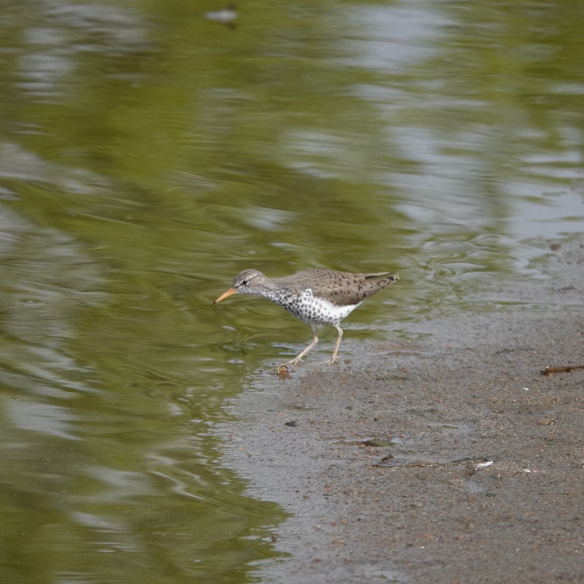 Spotted Sandpiper - George Ho