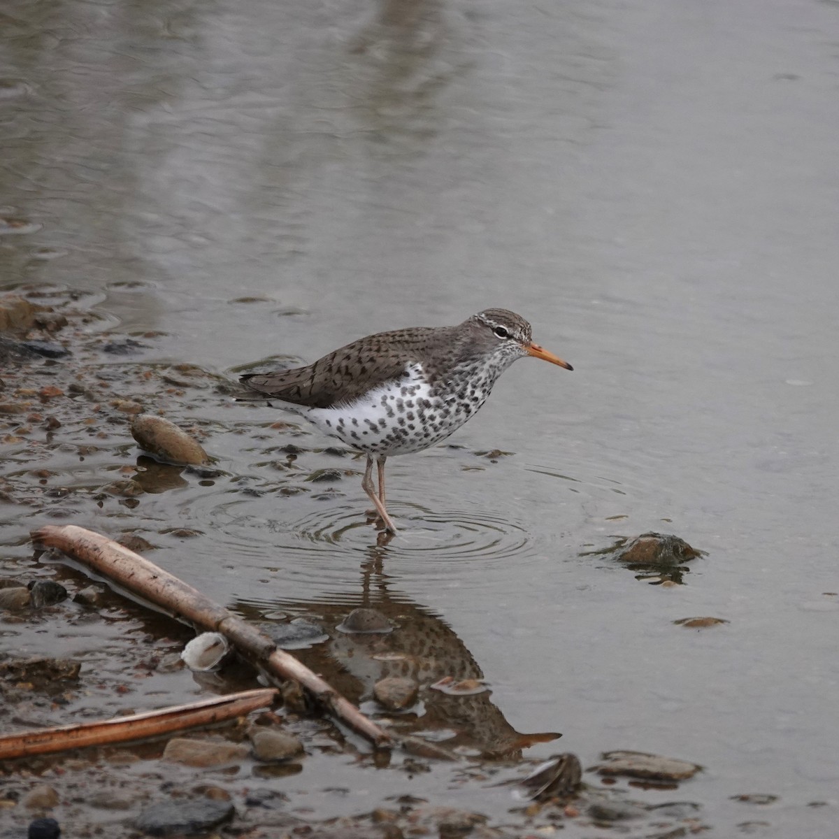 Spotted Sandpiper - George Ho